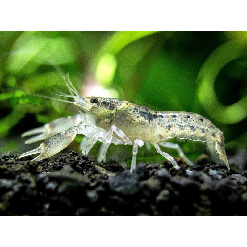 Brazos Dwarf Crayfish/Mini Lobster (Cambarellus texanus), Tank-Bred!