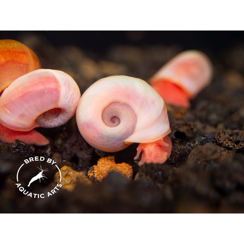 Bright Red Ramshorn Snails (1/4" to 1")