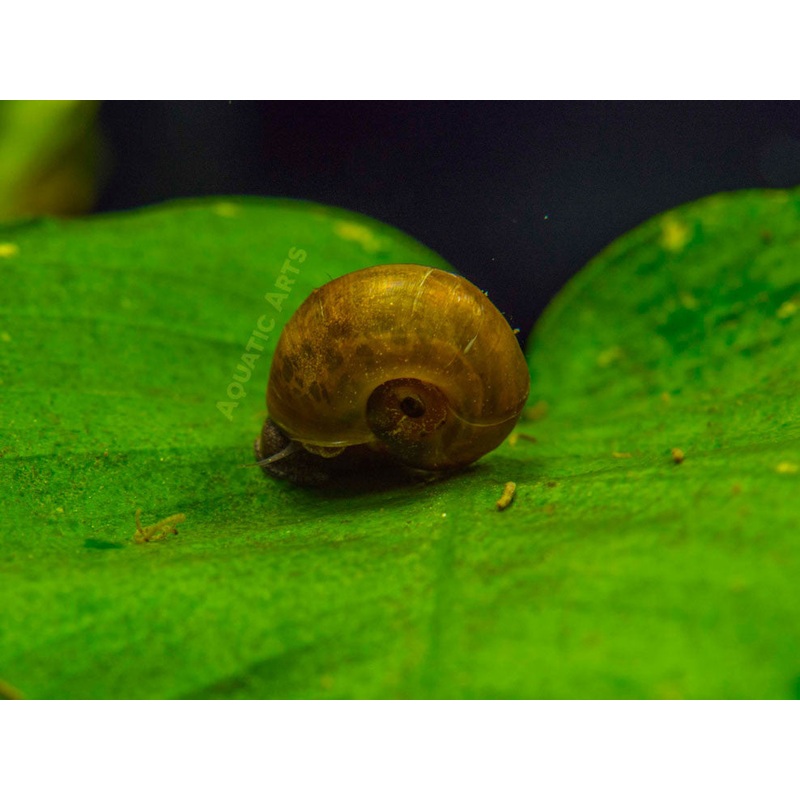 Brown Ramshorn Snails (1/4" to 1")