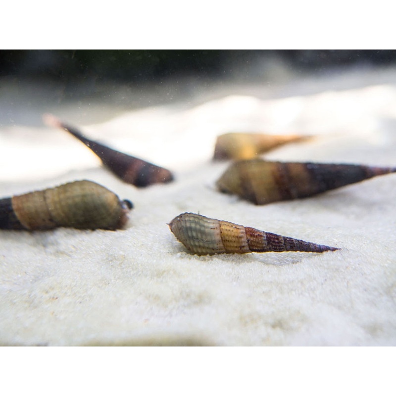 Chopstick Snail (Stenomelania torulosa)