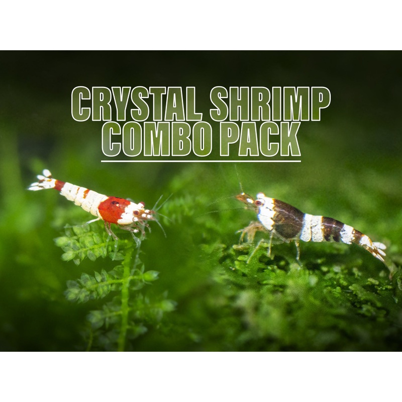 Crystal Shrimp Combo Pack, Tank-Bred