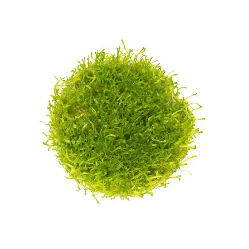 Crystalwort AKA Riccia (Riccia fluitans) Tissue Culture