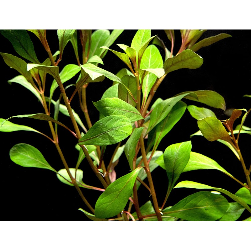 Dark Red Ludwigia (Ludwigia repens "Dark Red"), Bunched