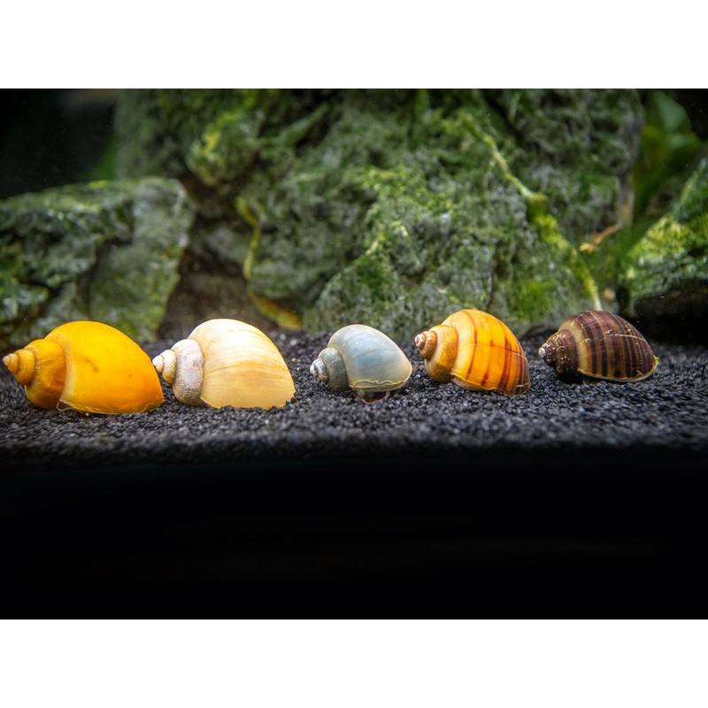 DELUXE Multi-Color Mystery Snail COMBO PACK (Pomacea bridgesii) - Tank-Bred!