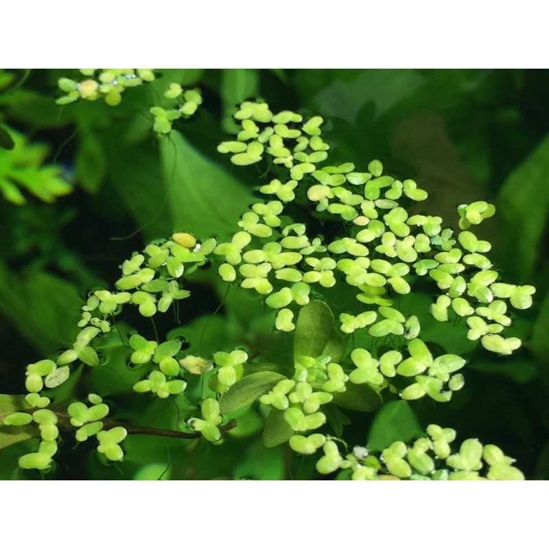 Duckweed (Lemna minor)