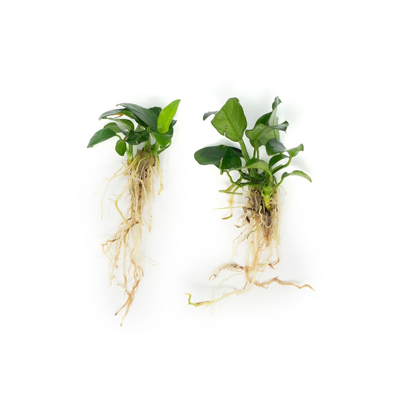 Dwarf Anubias (Anubias nana) Bare Root - 2 to 5 inches tall