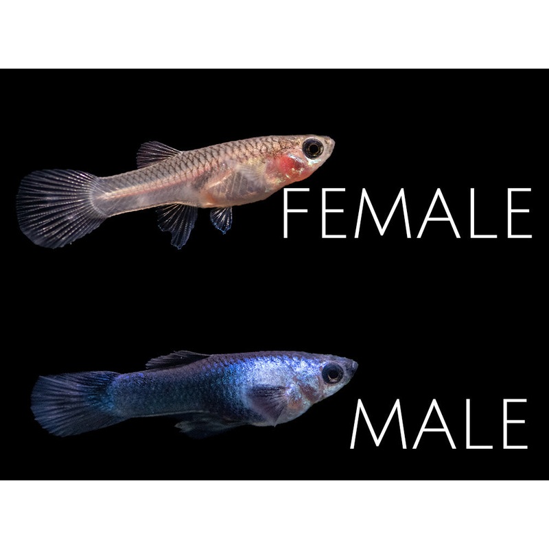 Dwarf Blue Panda Guppy (Poecilia reticulata), Tank-Bred!