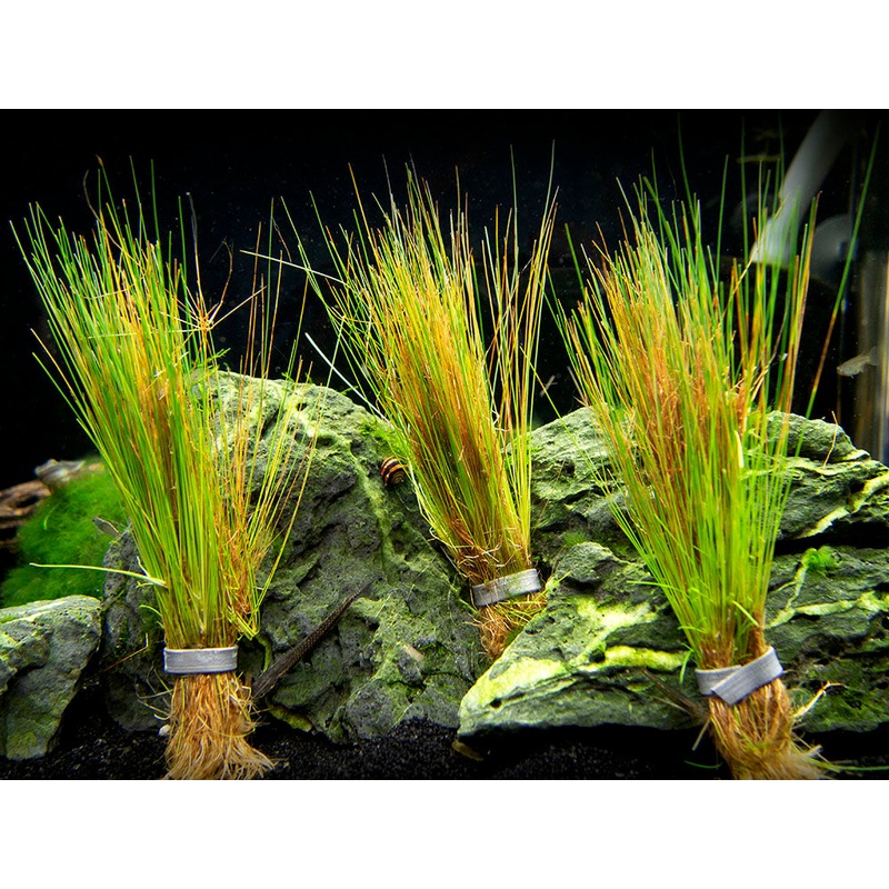 Dwarf Hairgrass (Eleocharis parvula)