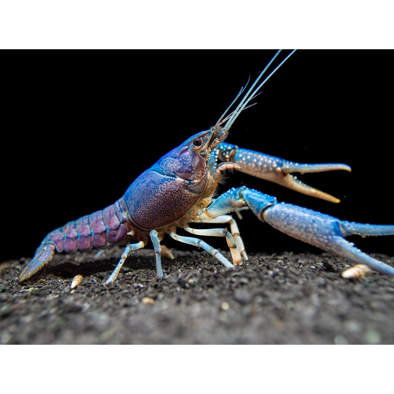 Electric Blue Crayfish (Procambarus alleni)- Tank-Bred!