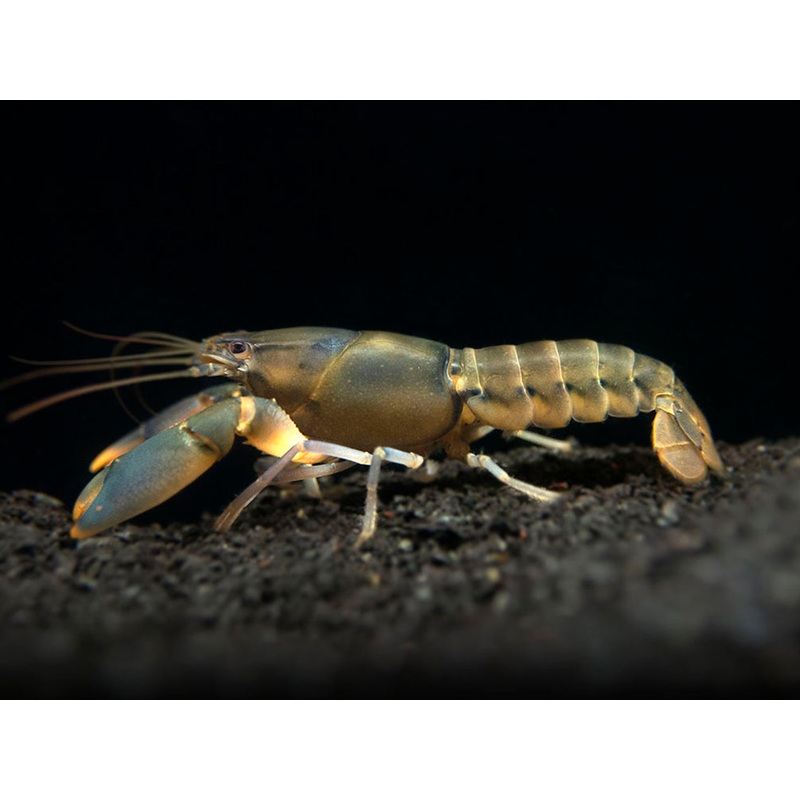 Emerald Fire Crayfish (Cherax snowden)