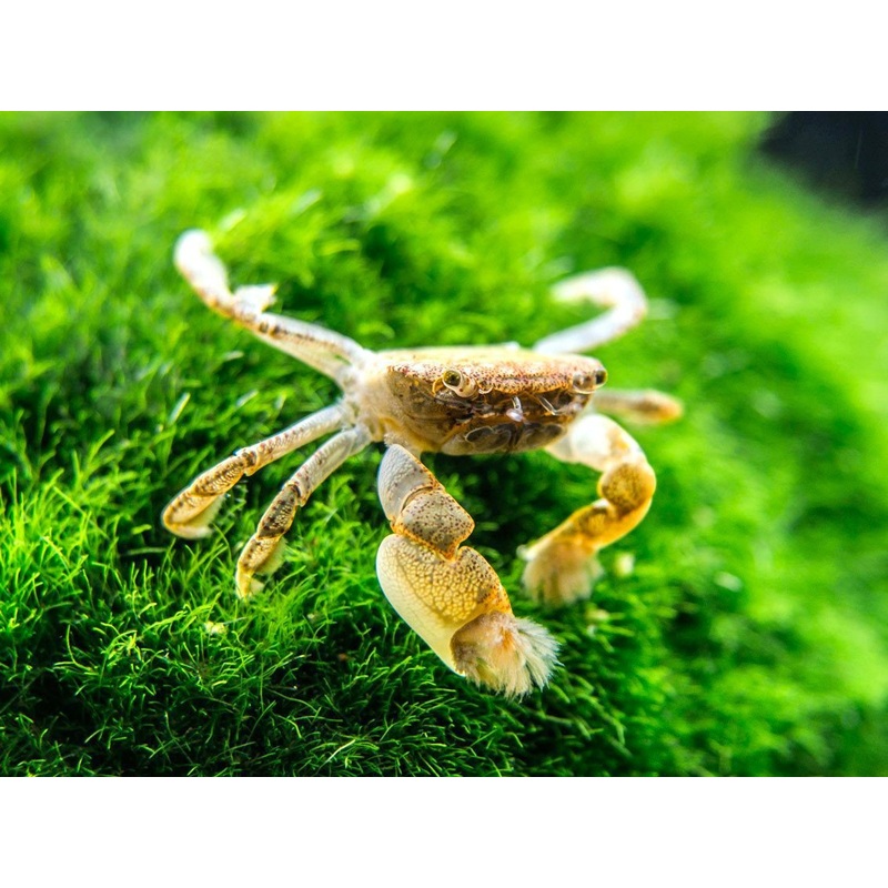 Freshwater Pom Pom Crab (Ptychognathus barbatus)