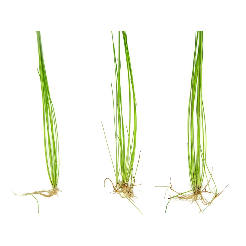 Giant Hairgrass AKA Sand Spikerush (Eleocharis montevidensis)