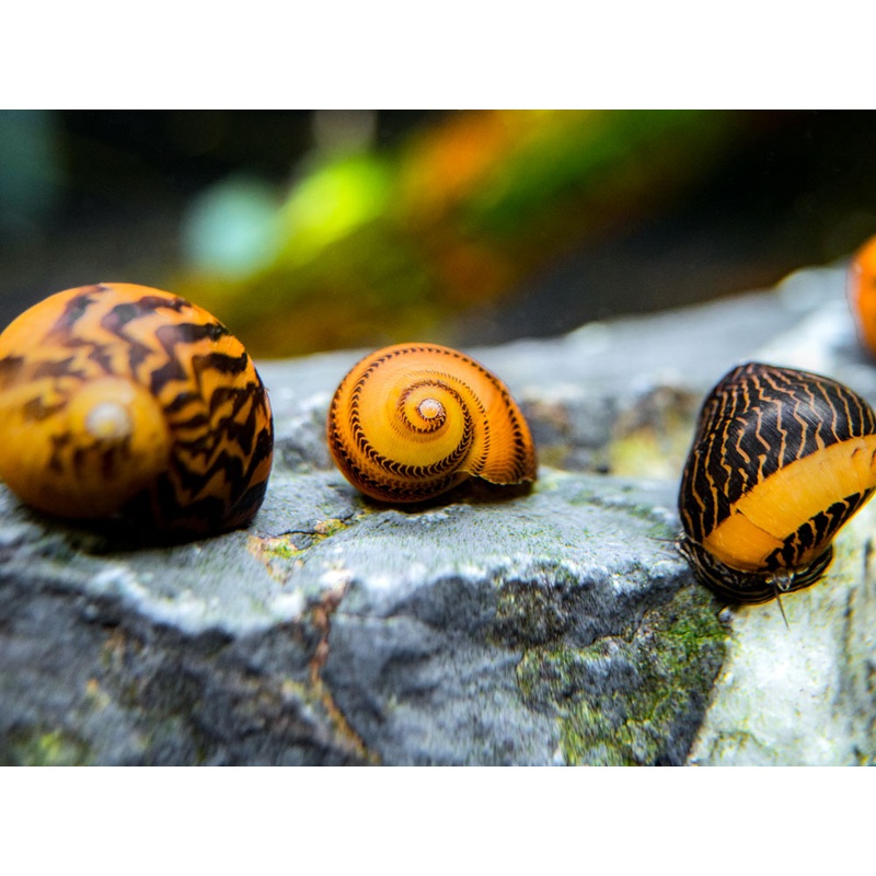 Gold Racer Nerite Snail (Vittina waigiensis)