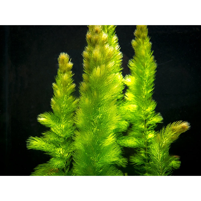 Hornwort (Ceratophyllum demersum)