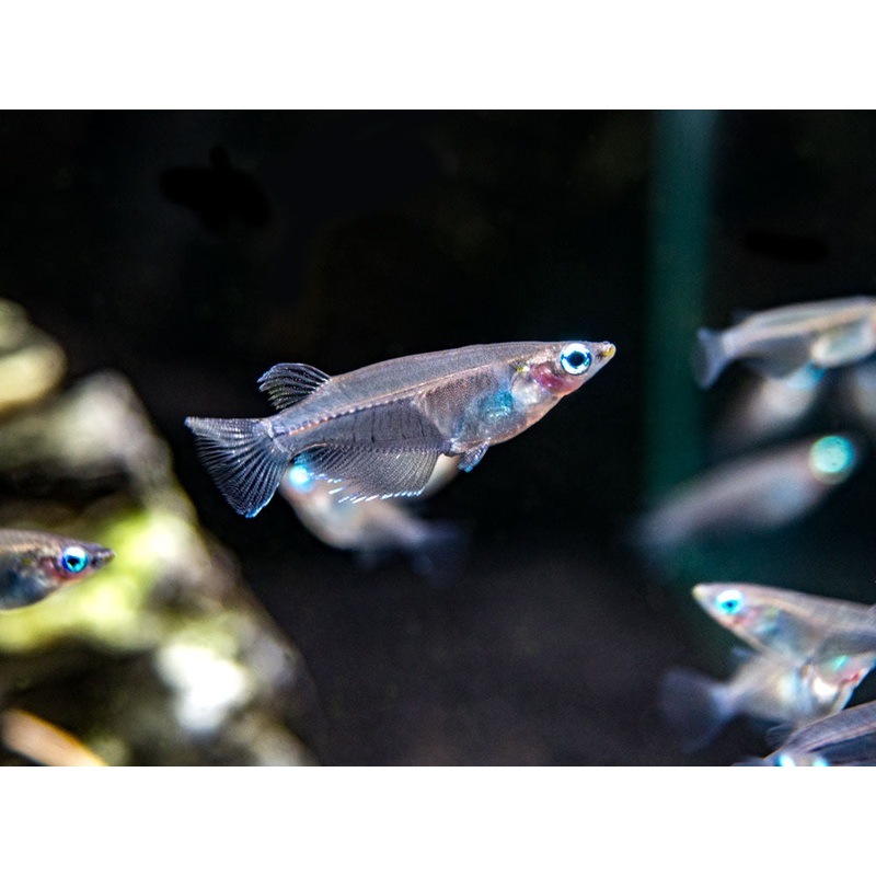 Indian Ricefish (Oryzias dancena)