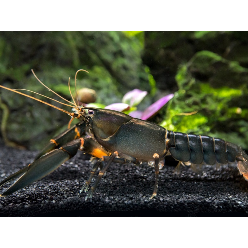 Indigo Blue AKA Black Scorpion Crayfish (Cherax holthuisi)