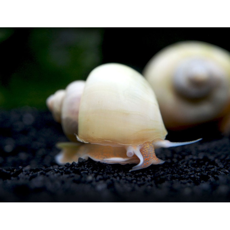 Ivory White Mystery Snails (Pomacea bridgesii) - Tank-Bred!