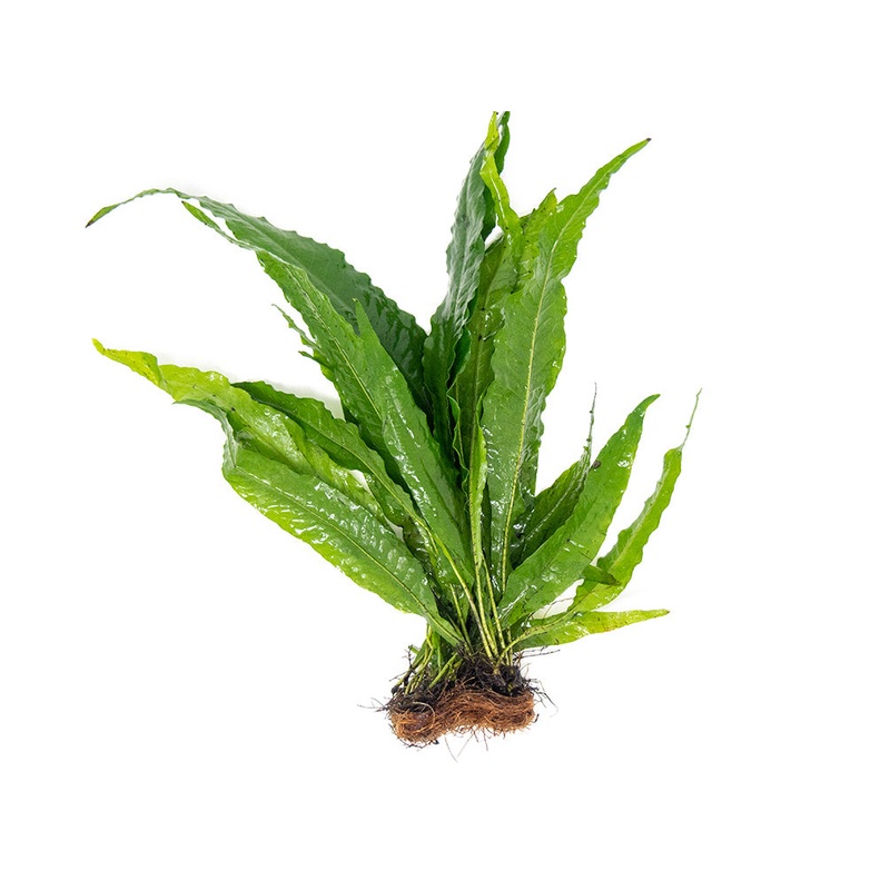 Java Fern Mat (Microsorum pteropus)