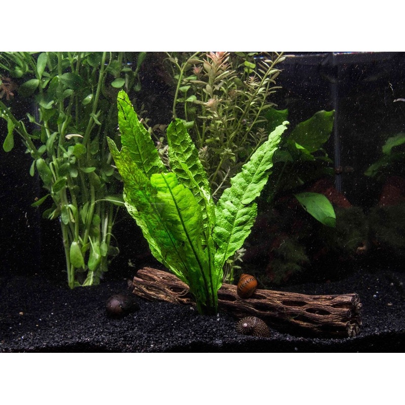 Java Fern (Microsorum pteropus)