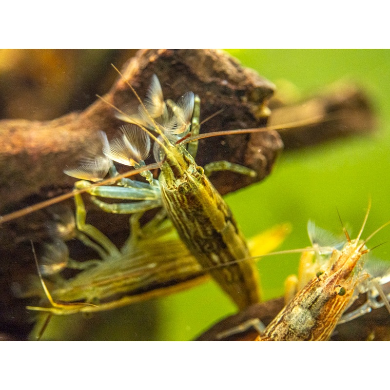 LARGE Bamboo Shrimp (Atyopsis spinipes) aka Singapore Flower Shrimp