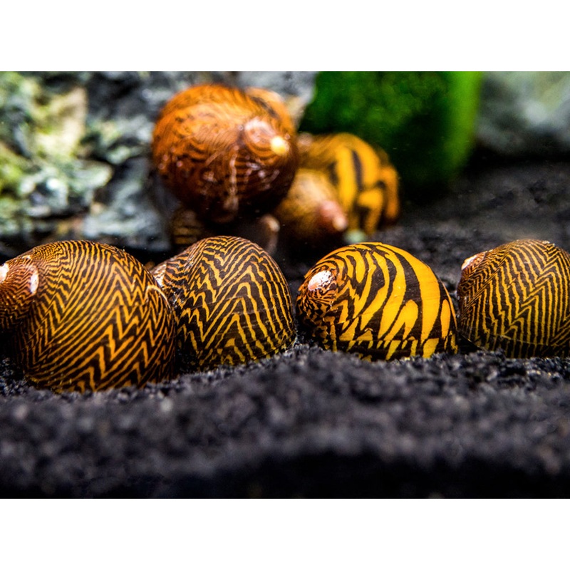 Lightning Bolt Nerite Snail (Neritodryas dubia)