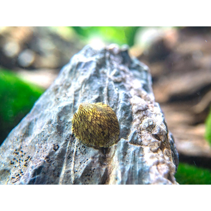 Marbled Limpet AKA Porcelain AKA Turtle Limpet Nerite Snail (Septaria porcellana)