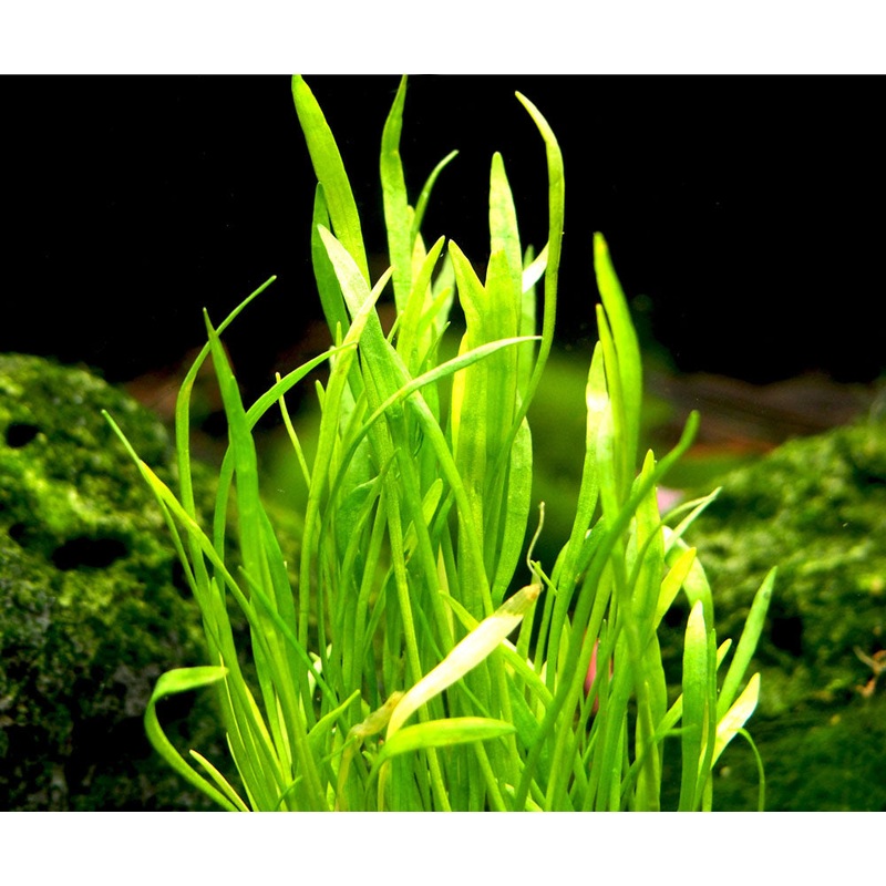 Micro Sword (Lilaeopsis brasiliensis)