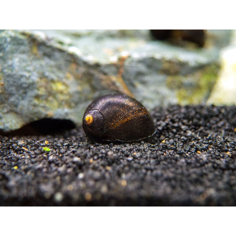 Midnight Black Nerite Snail (Vittina jovis)
