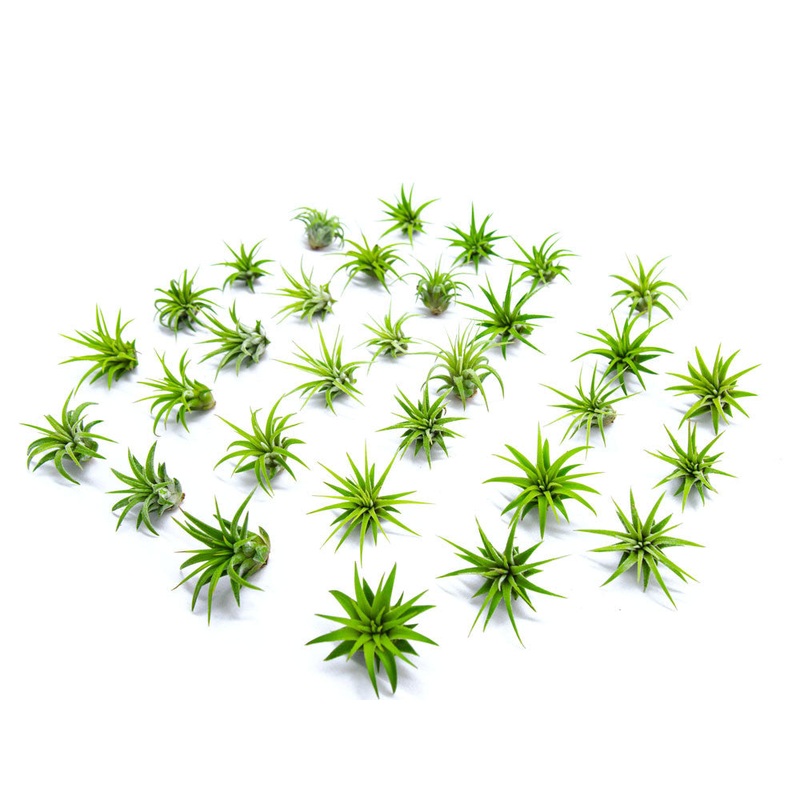 Mini Air Plants Pack - Miniature Fairy Garden Plants / Live Tillandsia for Enchanted Gardens