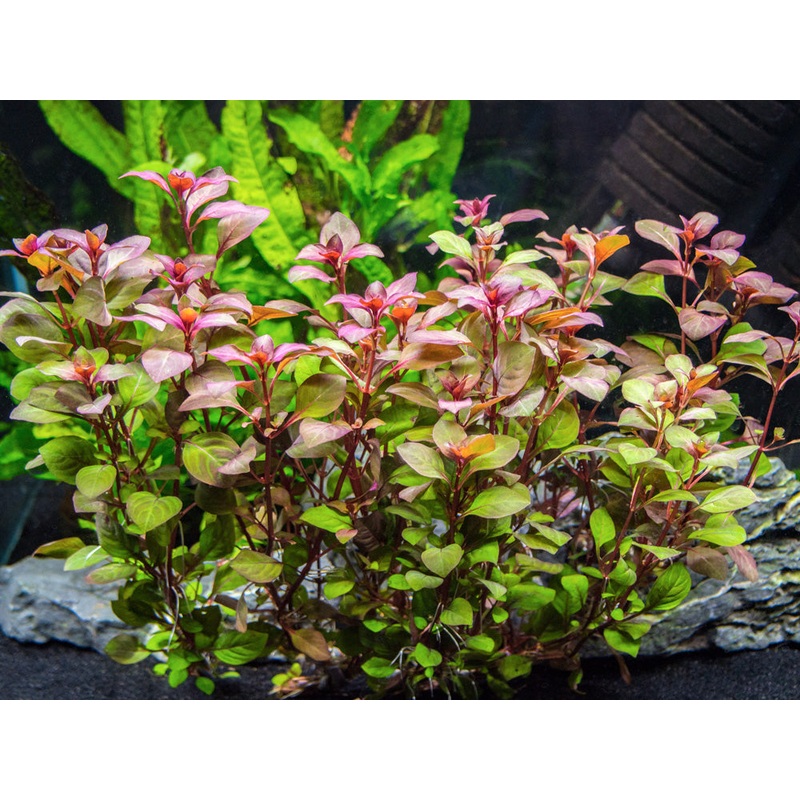 Mini Super Red Ludwigia (Ludwigia sp. "Mini Super Red")