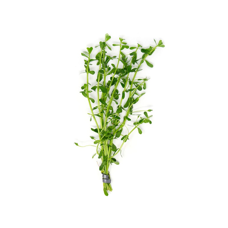 Moneywort (Bacopa monnieri)