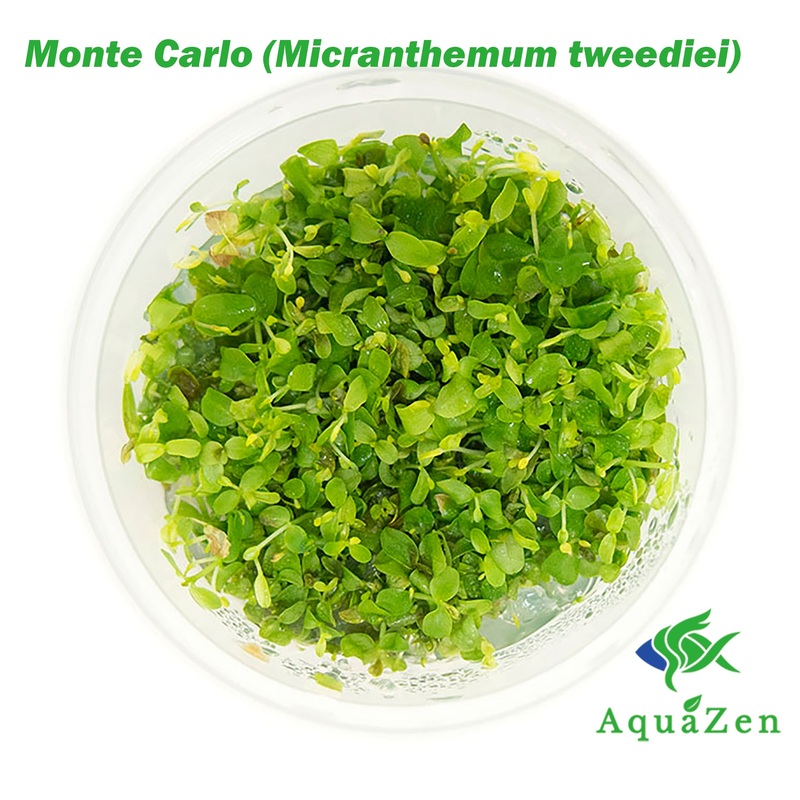 Monte Carlo (Micranthemum tweediei) Tissue Culture