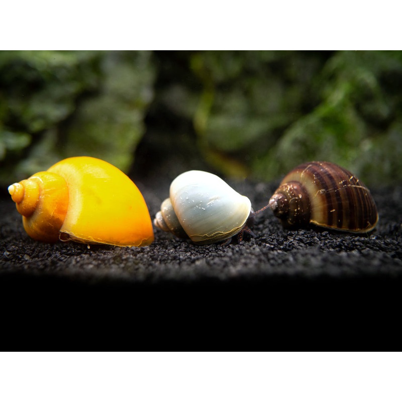 Multi-Color Mystery Snail COMBO PACK (Pomacea bridgesii) - Tank-Bred!