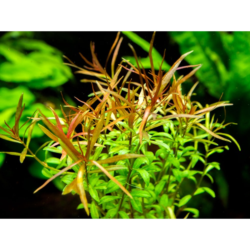 Needle Leaf Ludwigia (Ludwigia arcuata), Bunched