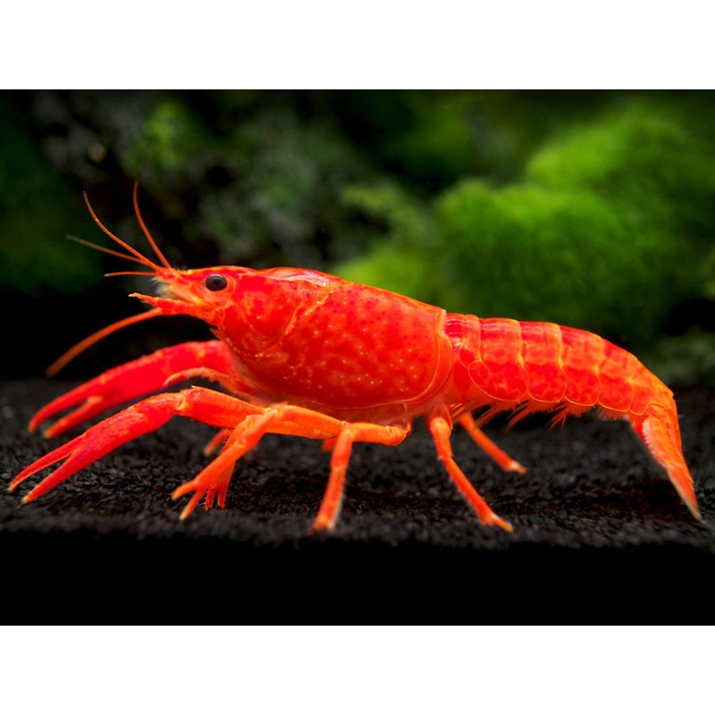 Neon Red Crayfish (Procambarus clarkii) aka Orange/Tangerine Crayfish - Tank Bred!