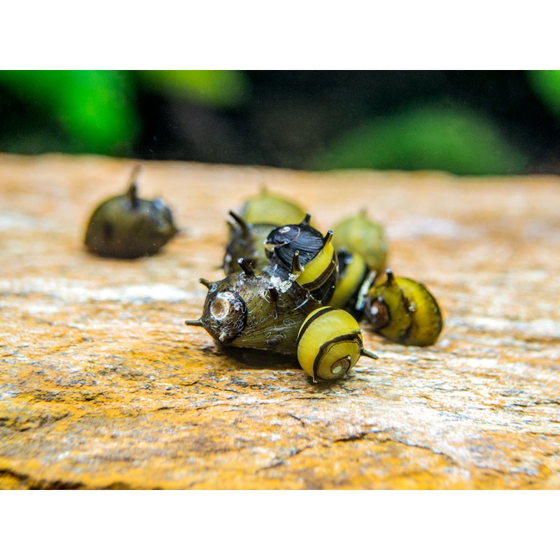 Nerite Snail Combo Pack: Tiger + Zebra + Zebra Thorn Nerites