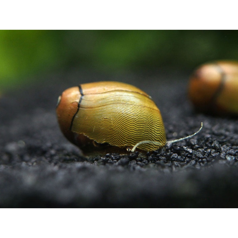 Olive Nerite Snail (Neritina reclivata)
