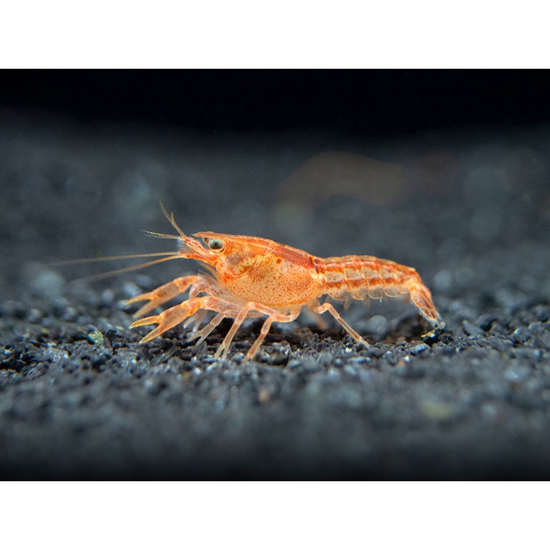 Orange CPO Dwarf Mexican Crayfish/Mini Lobster (Cambarellus patzcuarensis)- Tank Bred!