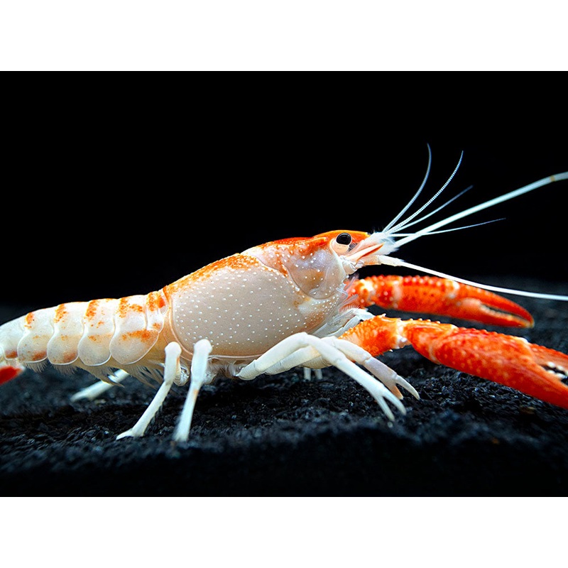 Orange Ghost AKA Fireball AKA Firecracker Crayfish (Procambarus clarkii Orange Ghost"), Tank-Bred!