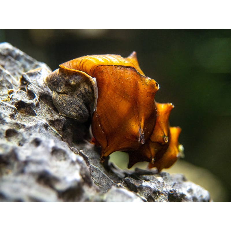 Pagoda Snails (Brotia pagodula)