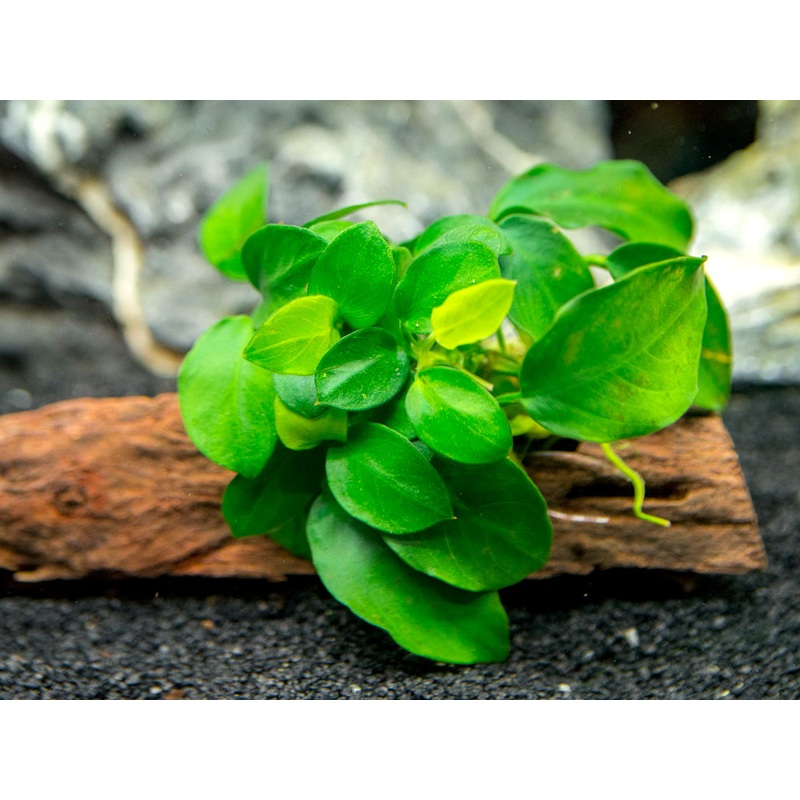 Petite Anubias Nana (Anubias barteri var. Petite Nana) on 2+ inch Driftwood