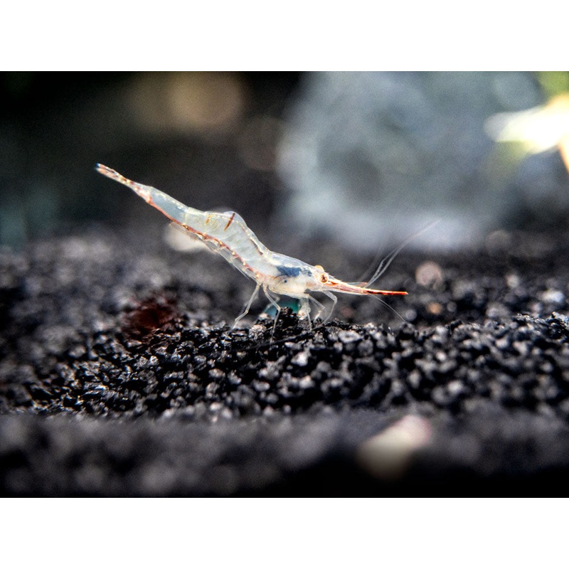 Pinokio Shrimp aka Rudolf Shrimp/Red Skunk Shrimp (Caridina gracilirostris), Tank-Bred!