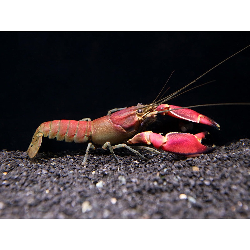 Red Chili AKA Red Brick Crayfish (Cherax wagenknechtae)