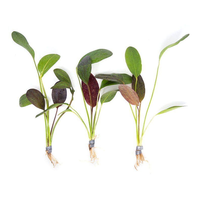 Red Flame Sword (Echinodorus schlueteri x E. barthii hybrid) - Bare Root