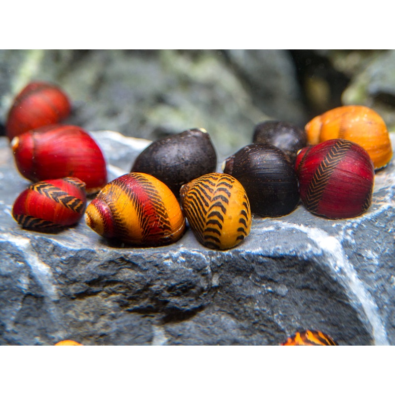 Red, Gold, and Black Nerite Snail Combo