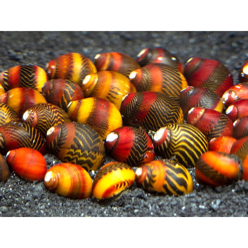 Red Racer Nerite Snail (Vittina waigiensis)