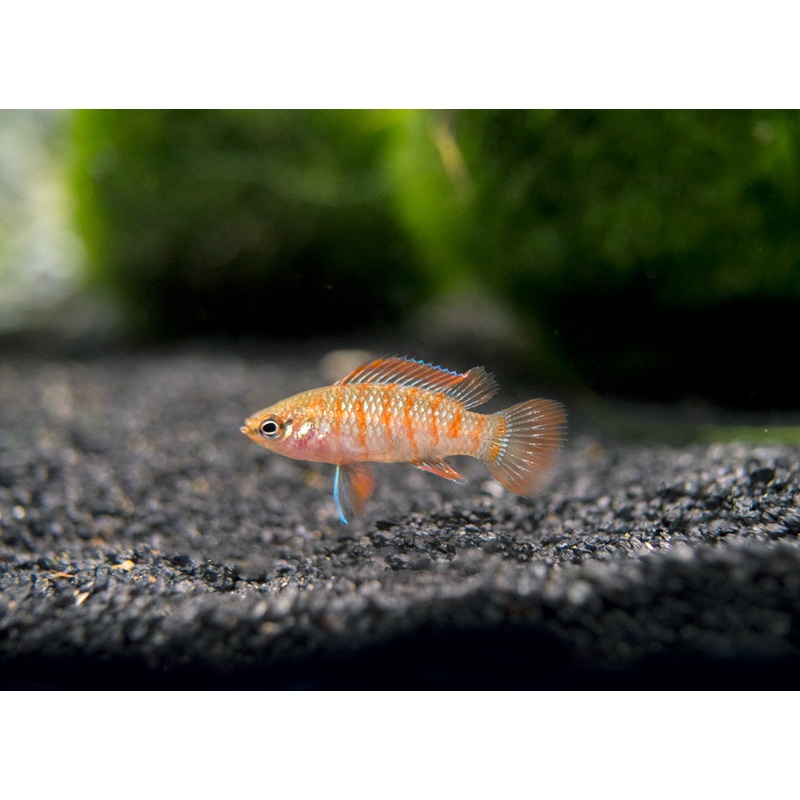 Scarlet AKA Gem Badis (Dario dario)