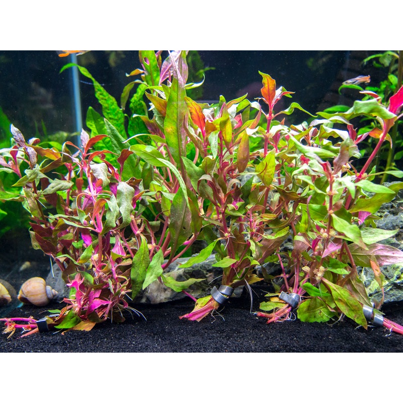 Scarlet Temple (Alternanthera reineckii)