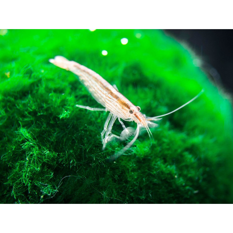 SMALL Bamboo Shrimp (Atyopsis spinipes) aka Singapore Flower Shrimp