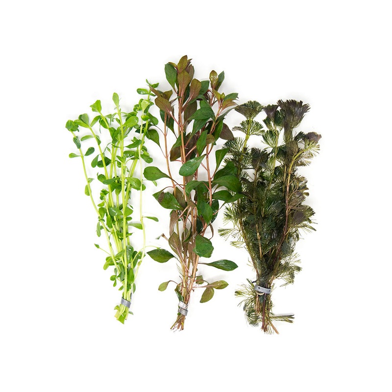 Stem Plant Combo - Beginner Aquarium Plants: Moneywort,  Dark Red Ludwigia, and Green Cabomba